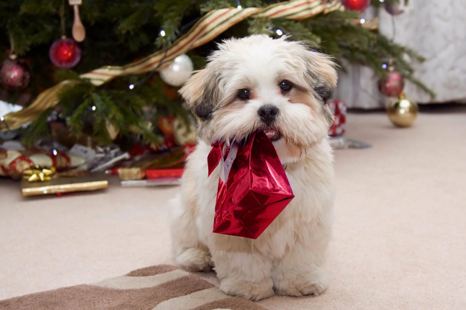 Dogs new year. Собака новый год. Собака в подарок. Щенок в подарок. Маленькая Новогодняя собачка.