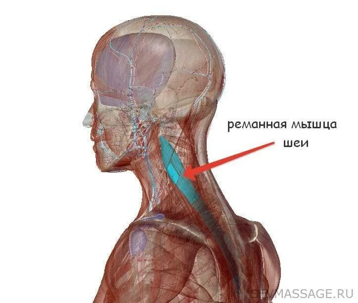 Ременная мышца головы и шеи. Ременная мышца шеи. Мышцы шейно-воротниковой зоны. Ременная мышца головы. Head of function