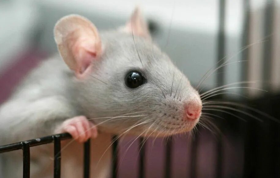 Серая мышь 14. Серая мышь. Мышка серая. Мышка серенькая. Мышь настоящая.