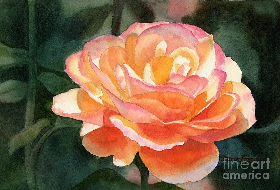 роза акварель топалович. описание розы акварель. описание розы акварель. роза акварель. сергей курбатов натюрморт.