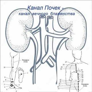 Почечные точки