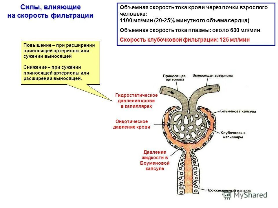 В почках фильтруется моча кровь лимфа. Схема клубочковой фильтрации почек. Механизм клубочковой фильтрации почек. Факторы фильтрации почечные. Механизм клубочковой фильтрации схема.