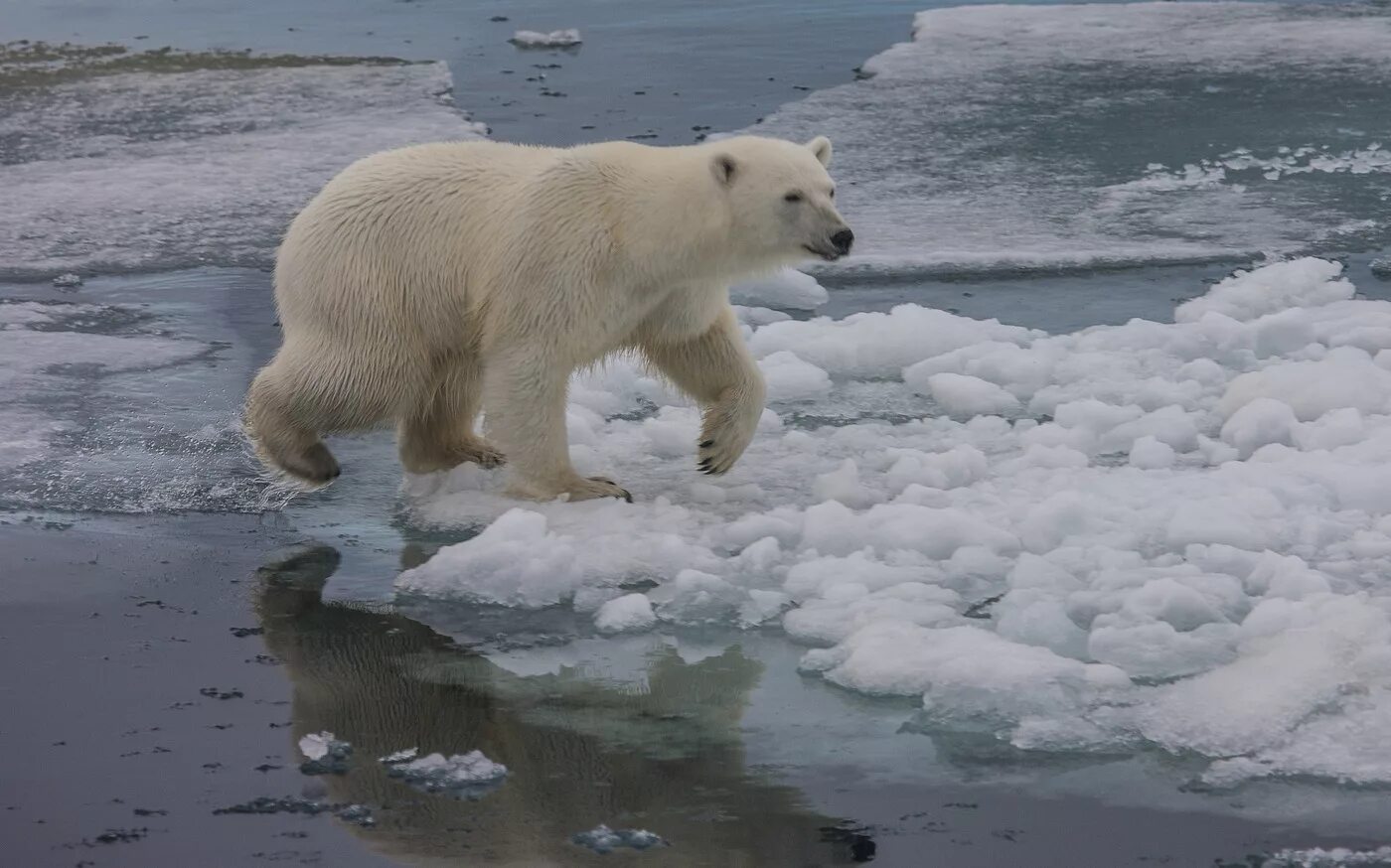 На льдах какого залива обитают белые. Белый медведь. Белый медведь фото. Белый медведь хозяин Арктики.