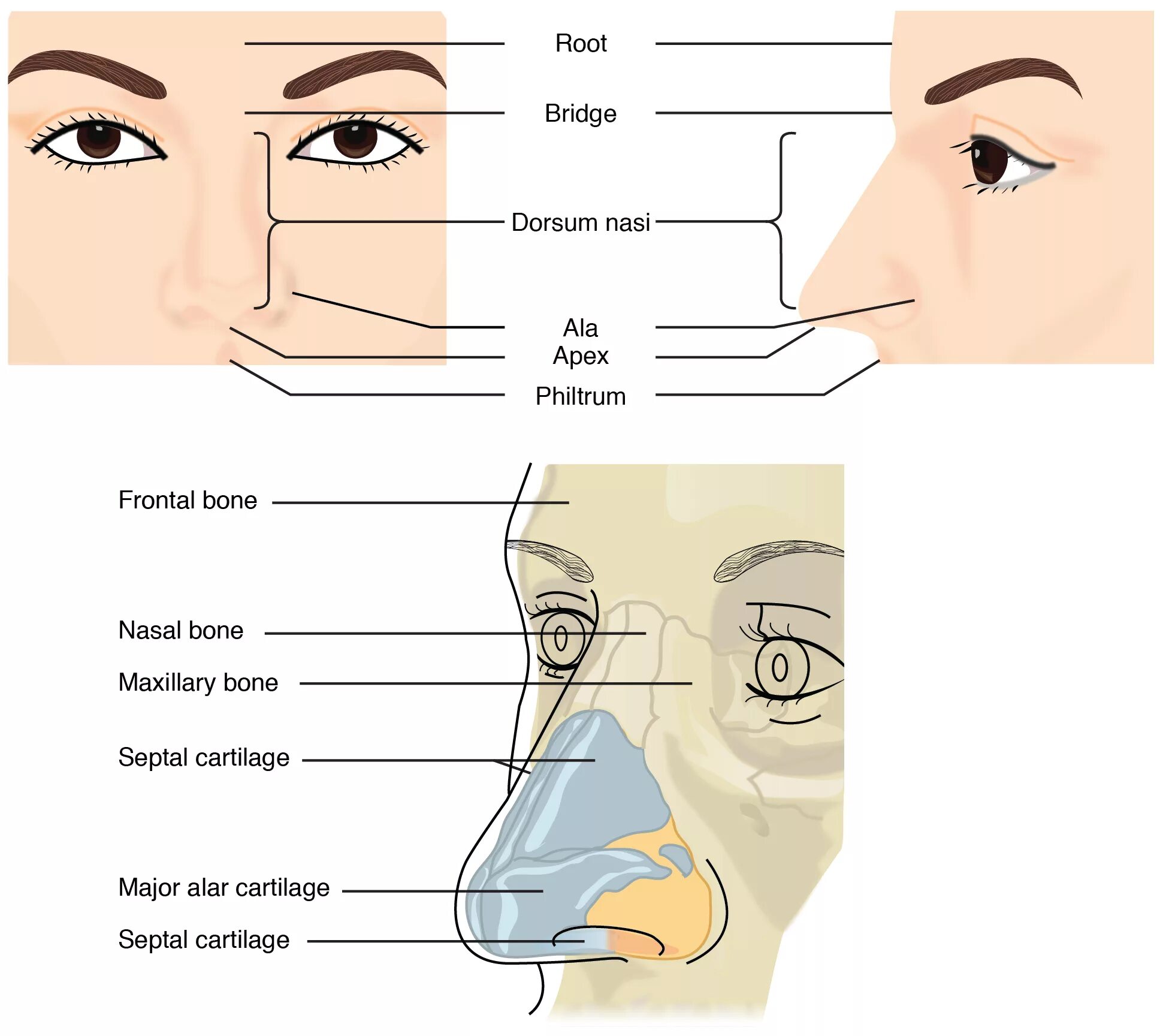 Nose как читается
