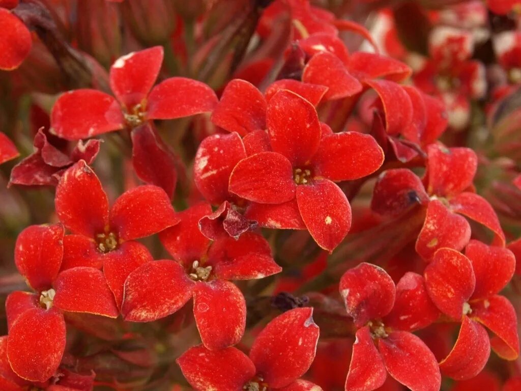 Ярко красные небольшие. Шалфей ярко-красный. Красный цветок. Красный цветок. Пуансеттия блоссом.