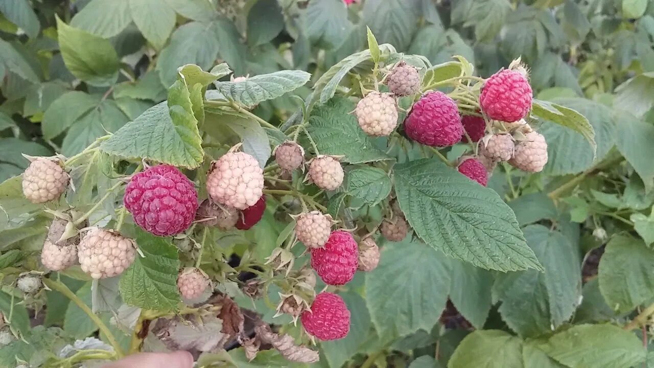 Малина таганка сорта фото отзывы. Малина Таганка. Сорт малины Таганка. Малина сорт полька. Малина Таганка описание сорта.