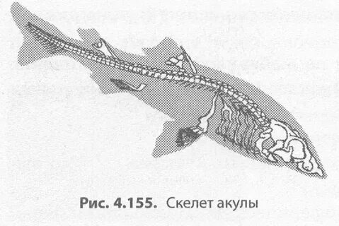 Хрящевые рыбы скелет