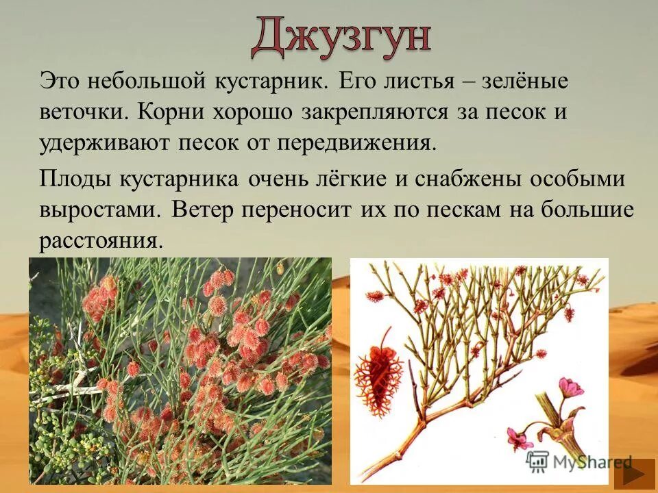 Растения пустыни сообщение 4 класс. Джузгун плоды. джузгун корни. джузгун растение пустыни. джузгун растение пустыни 4 класс.