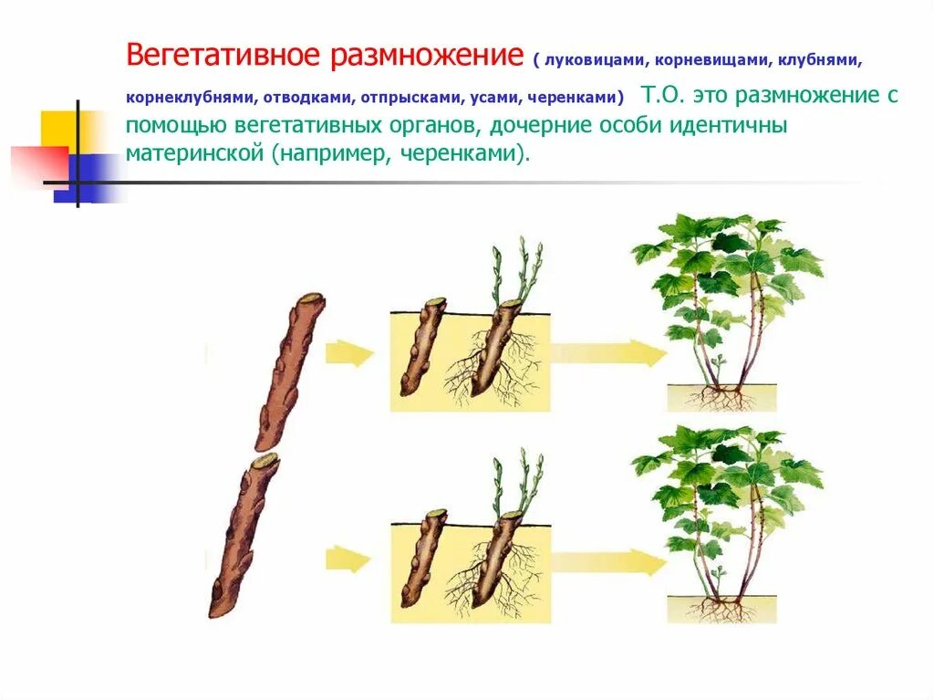 Размножение корневыми побегами. Размножение растений корнеклубнями. Вегетативное размножение корневищами. Вегетативное размножение корневыми отпрысками. Вегетативное размножение отводками.