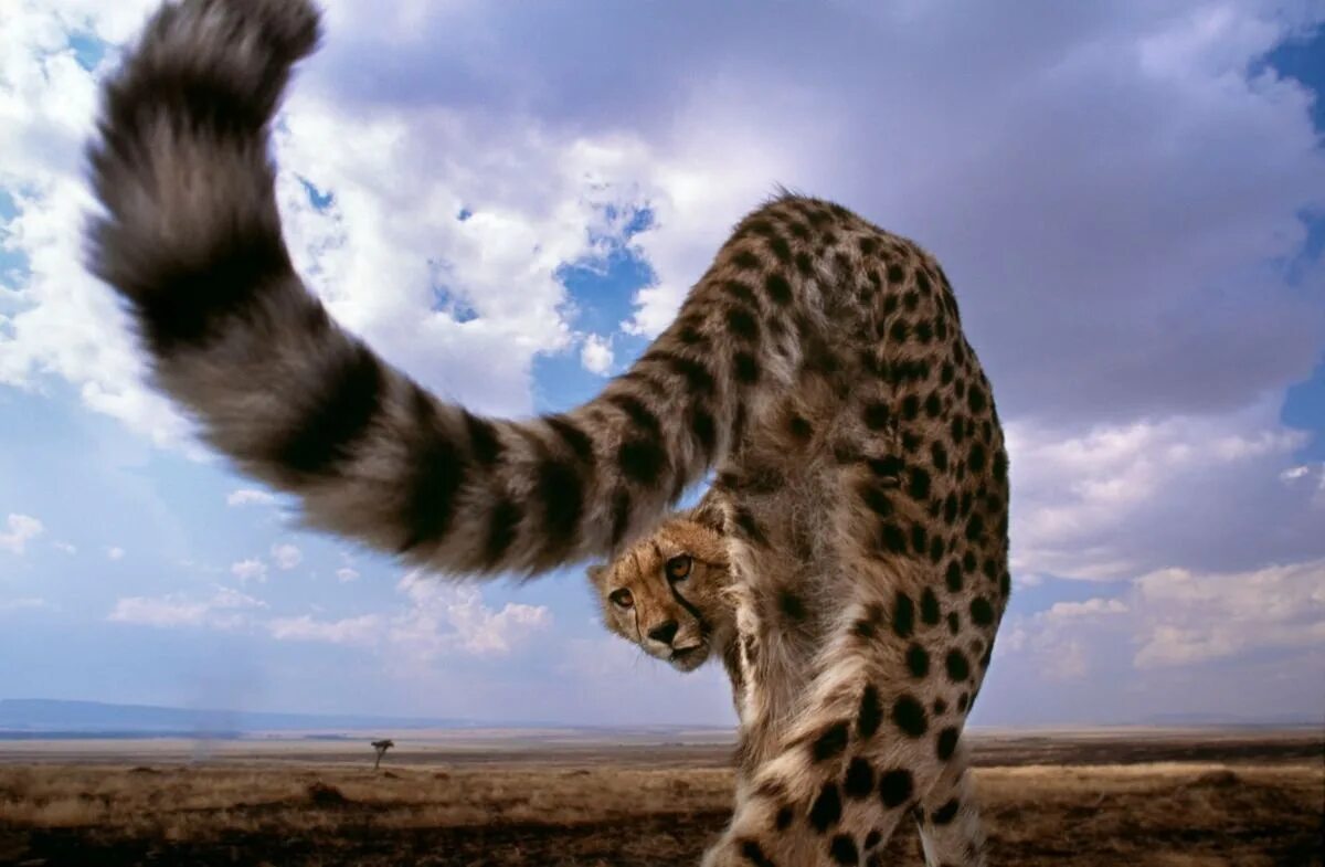 Дымчатый леопард. Длинный хвост животного. Китайский леопард 5. Леопард с длинным хвостом. Леопардовый хвост заповедник.