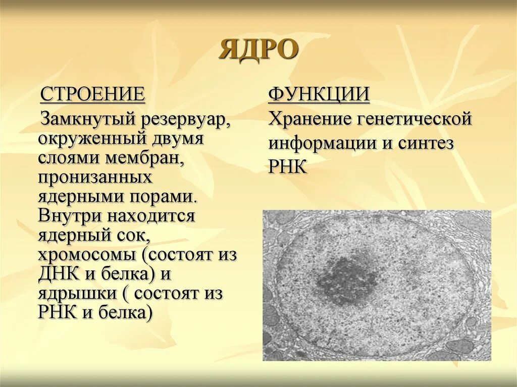 Дайте характеристику клеточному ядру. Ядро особенности строения и функции. Ядро структура строение функции. Ядро и ядрышко строение и функции. Строение ядра клетки и ее функции.