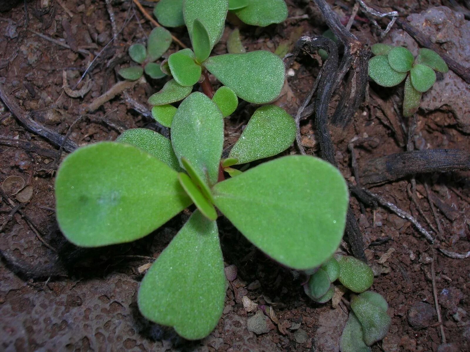 Портулак всходы. Пикировка портулака. Ростки портулака. Portulaca oleracea.