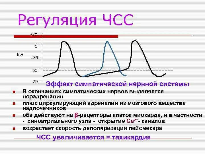 Регуляция ЧСС. Регуляция частоты сердечных сокращений. График сокращения сердца. Частота сердечных сокращений симпатическая нервная система. Усиливают частоту сердечных сокращений