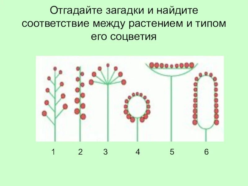 Установите соответствие между растениями и типами соцветий. Соцветия 6 класс биология. соответствие между растениями и типами соцветий. соцветия без подписей. типы соцветий биология 6.
