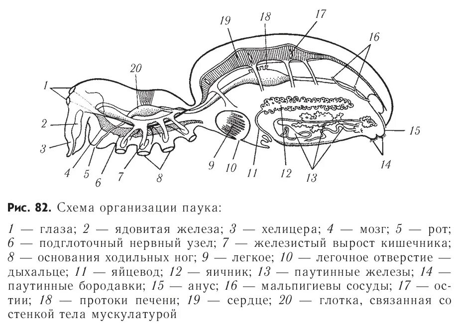 Паук схема 1 класс. Строение паука. строение паука егэ. внутреннее строение паука. строение паука егэ биология.