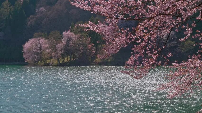 Сакура вода. Лепестки Сакуры на воде. Листья Сакуры на воде. Лепестки Сакуры в воде фото. Листья Сакуры по воде плывут.