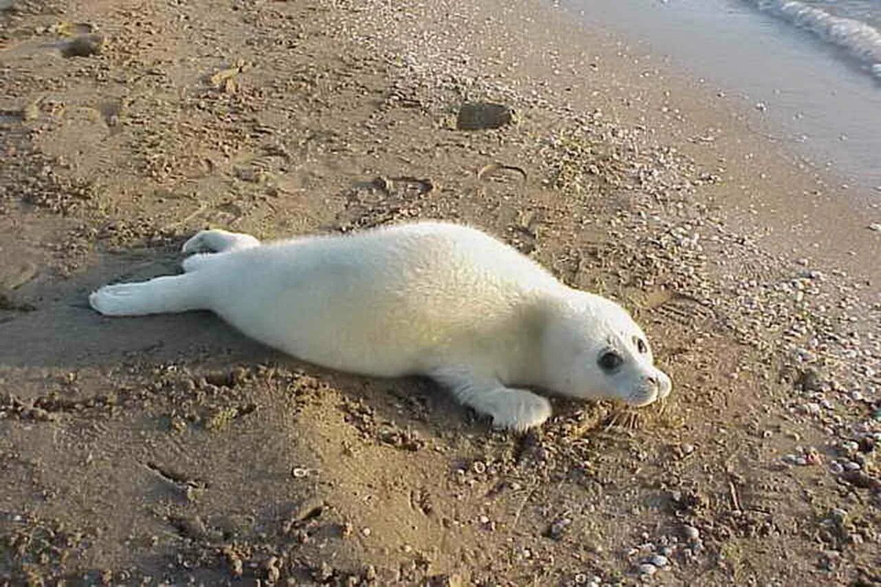 Звери расскажи что моря не