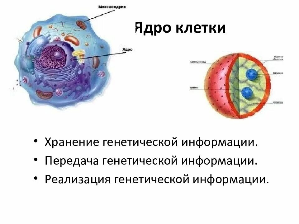 Строение генетического аппарата клетки. Наследственный аппарат клетки ядро. Генетический аппарат строение и функции. Одноядерные клетки.