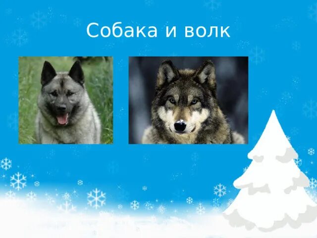 Собака похожая на большого волка. Чем волк похож на собаку. Эволюция собак. Чем волк похож на собаку. Немецкая овчарка волкодав.