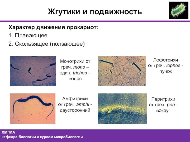 Амфитрихи это бактерии. Движение прокариот. Жгутики и подвижность. Типы подвижности бактерий. Передвижение бактерий