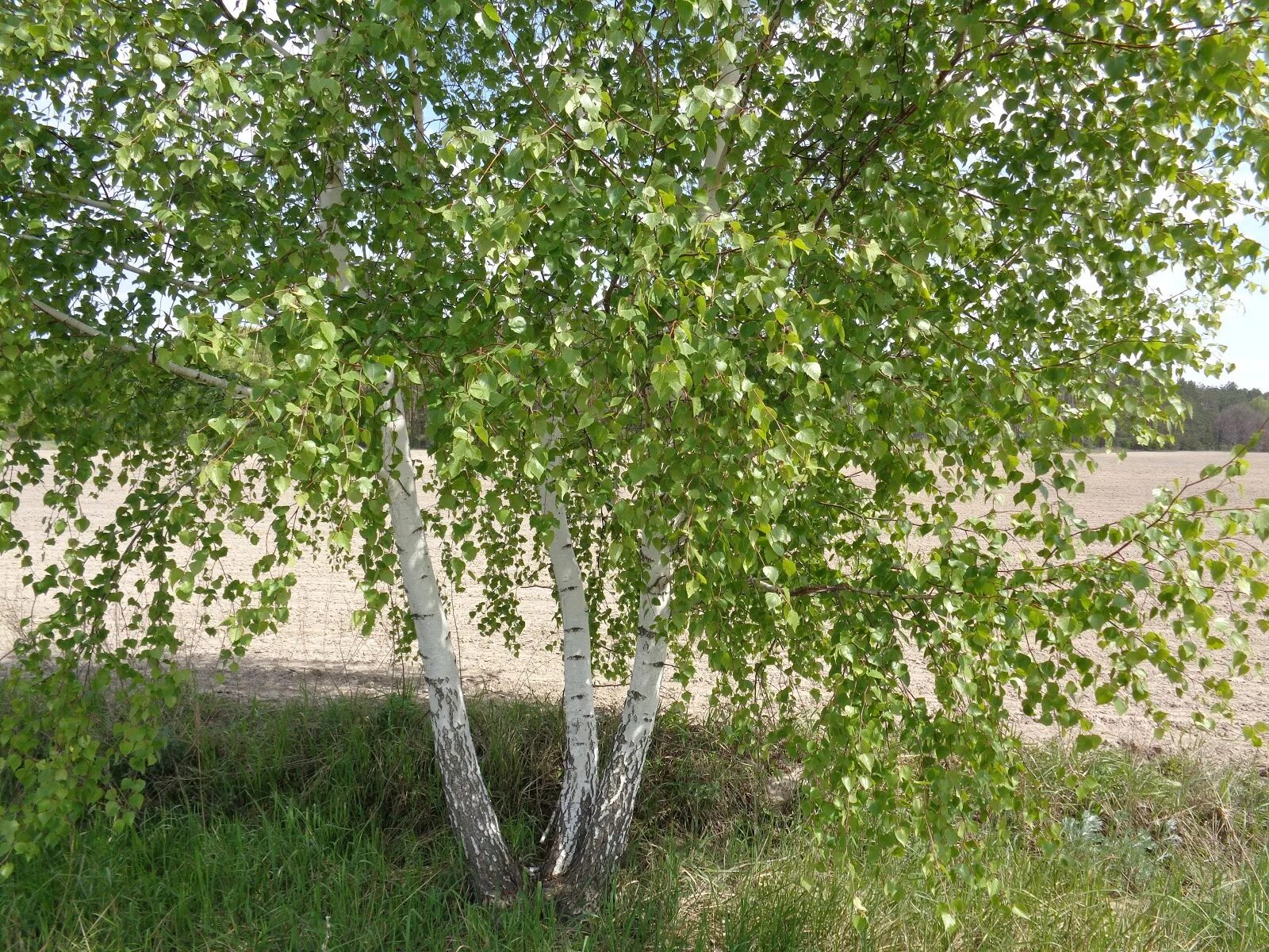 Березка богданович