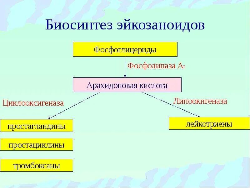 Схема синтеза эйкозаноидов. Схема синтеза арахидоновой кислоты. Синтез эйкозаноидов из арахидоновой кислоты. Простагландины группы е2. Пути синтеза эйкозаноидов.