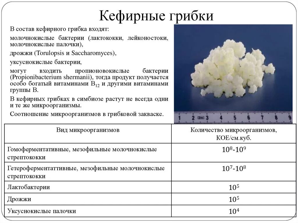 Молочнокислые бактерии при какой температуре. Кефирные грибки микрофлора. Состав кефирных грибков. Кефирные грибки состав микрофлоры. Состав кефирного грибка.