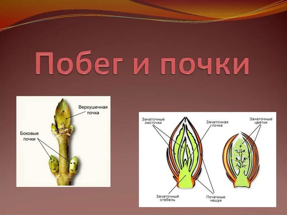 Побег рисунок. Побег и почки 6 класс биология Пасечник. Биология 6 побеги и почки. Строение почки. Почка это в биологии 6 класс.