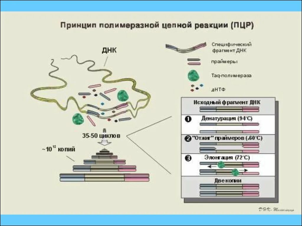 Этапы ПЦР микробиология. Схема полимеразной цепной реакции микробиология. Реакция ПЦР микробиология. Принцип ПЦР схема.