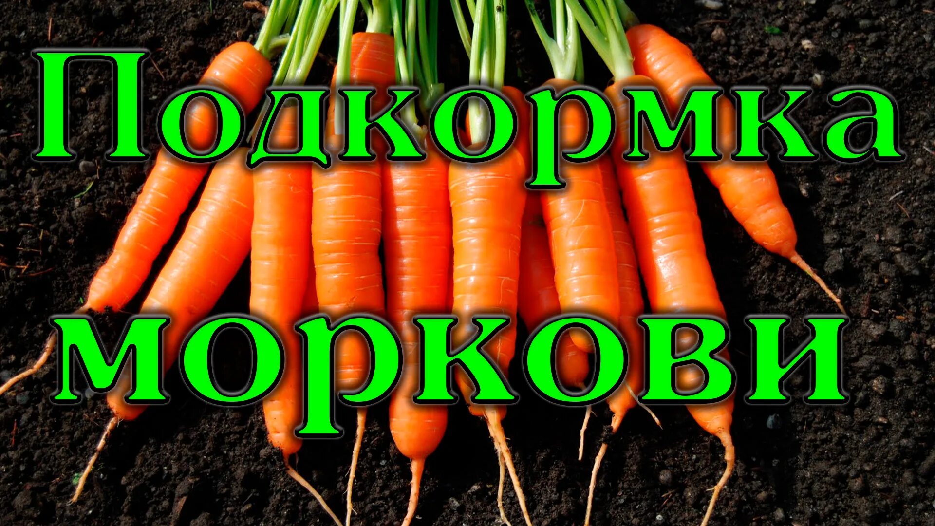 Удобрение для моркови. Дачный агроном морковь. Калийные удобрения для моркови.