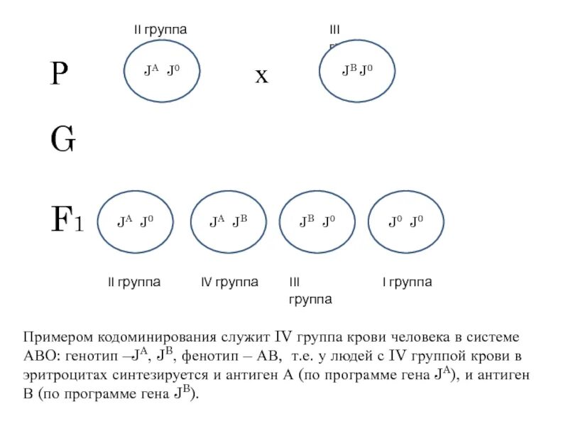 Взаимодействие генов группы крови. Кодоминирование группы крови. Генотипы групп крови. 4 Группа крови кодоминирование. Фенотип и генотип крови человека.