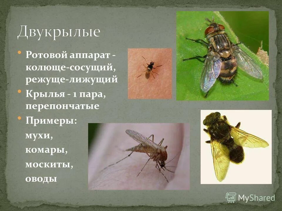 Представители двукрылых
