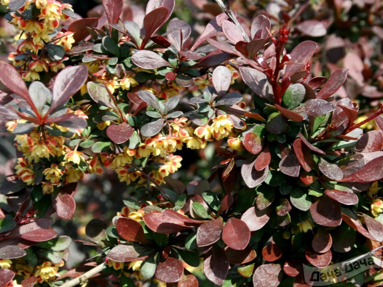 Барбарис Тунберга Кармен. Барбарис Тунберга (Berberis thunbergii). Барбарис Тунберга "Carmen" (Кармен). Барбарис Тунберга "Dart´s Red Lady". Барбарис декоративный кустарник фото