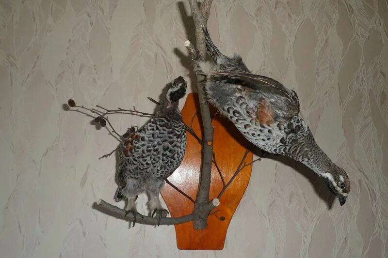 Манекен фазана таксидермия. Заславский таксидермия. Чучело головы лося. Маттео гарроне таксидермист. Как называется изготовление чучел.