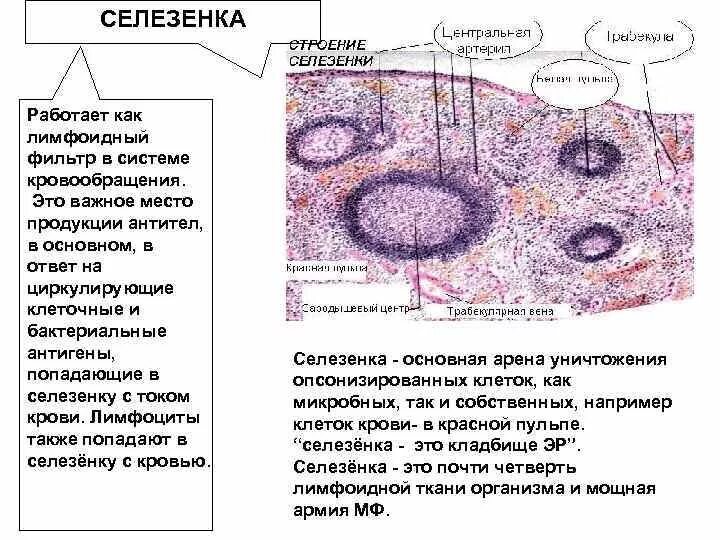 Клетки селезенки гистология. Кровоснабжение селезенки гистология. Интердигитирующие клетки селезенки. Селезенка гистология препарат. Стволовые клетки селезенки