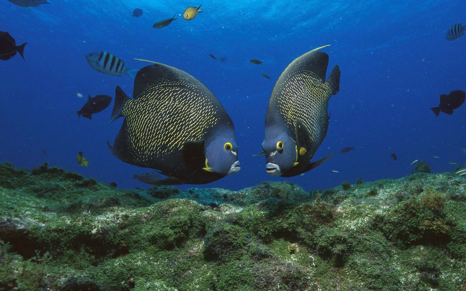 Рыбы обитатели среды. Атлантический океан подводный мир. Рыбы в море. Подводный мир рыбы. Океанические рыбы.