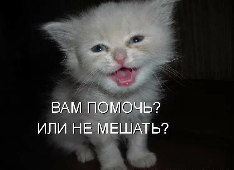 философ хрисипп смерть. описалась от смеха. помереть со смеху. помереть смех. помереть со смеху.