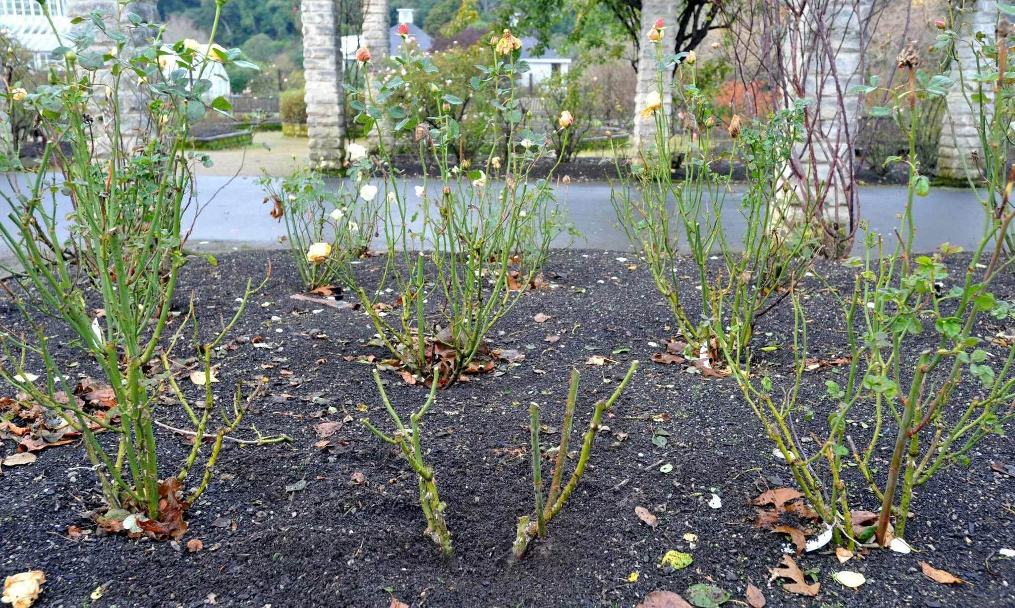 Посадка роз весной. Высадка роз в открытый грунт весной. Посадить куст розы. Кустовые розы выращивать. Поросль на плетистой розе.
