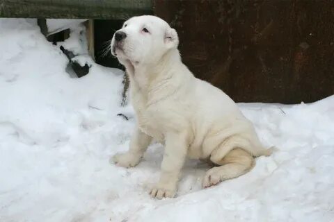 Алабай в день