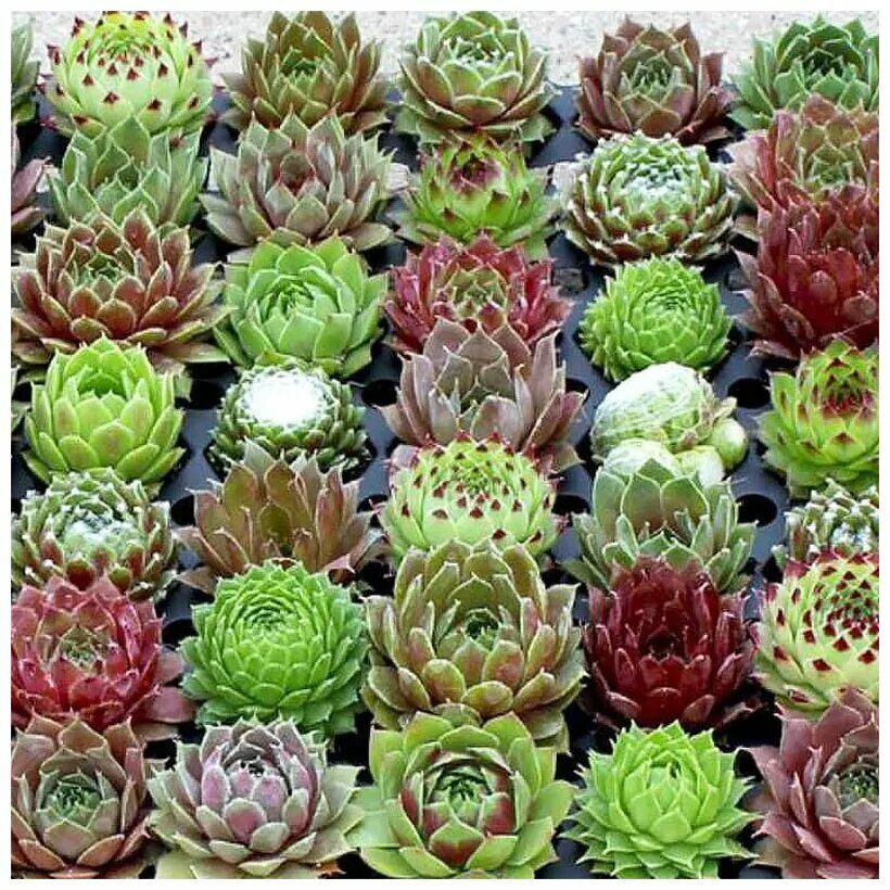 Лесландия семена купить. Молодило (Sempervivum). Суккуленты молодило семпервивум. Молодило коммандер Хей. Sempervivum (молодило) Commander hay.