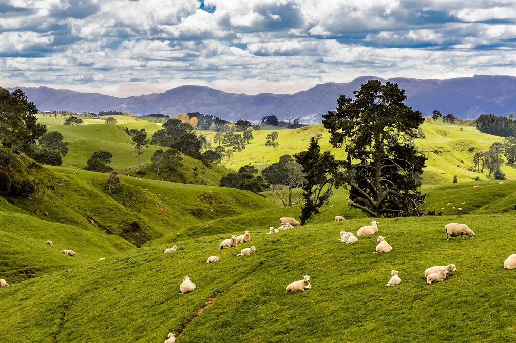 Новая Зеландия (New Zealand). Новая Зеландия Луга. Новая Зеландия зеленые холмы. Кайтангата новая Зеландия.