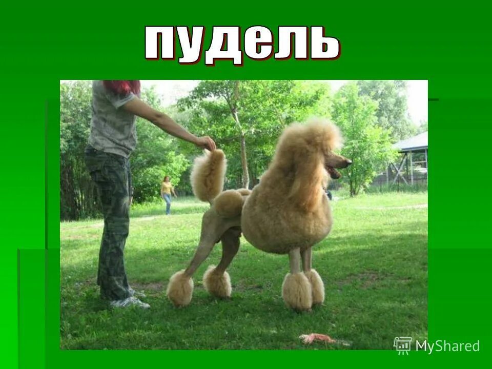 Королевский пудель нестриженный. Гигантский королевский пудель. Королевский пудель нестриженный. Пудель большой королевский. Королевский пудель тедди.
