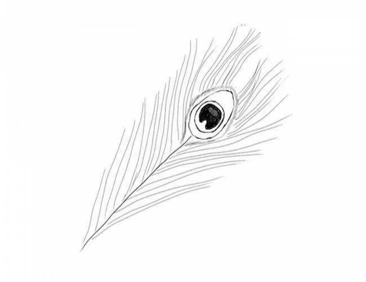 Рисование перо Жар птицы. Перо Жар птицы для раскрашивания. Поэтапное рисование перо Жар птицы. Перо карандашом.