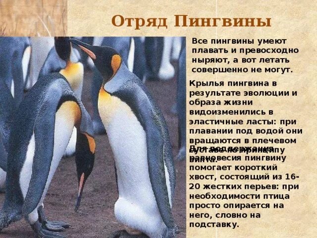Пингвины относятся к классу