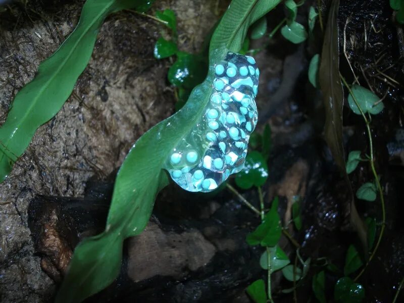 Икра гуппи. Икра неона. Икра неонов. Беременная рыбка неон. Рыбки неоны и данио.