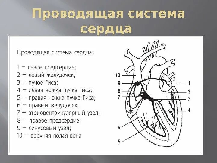 Из чего состоит система сердца. Проводящая система сердца.