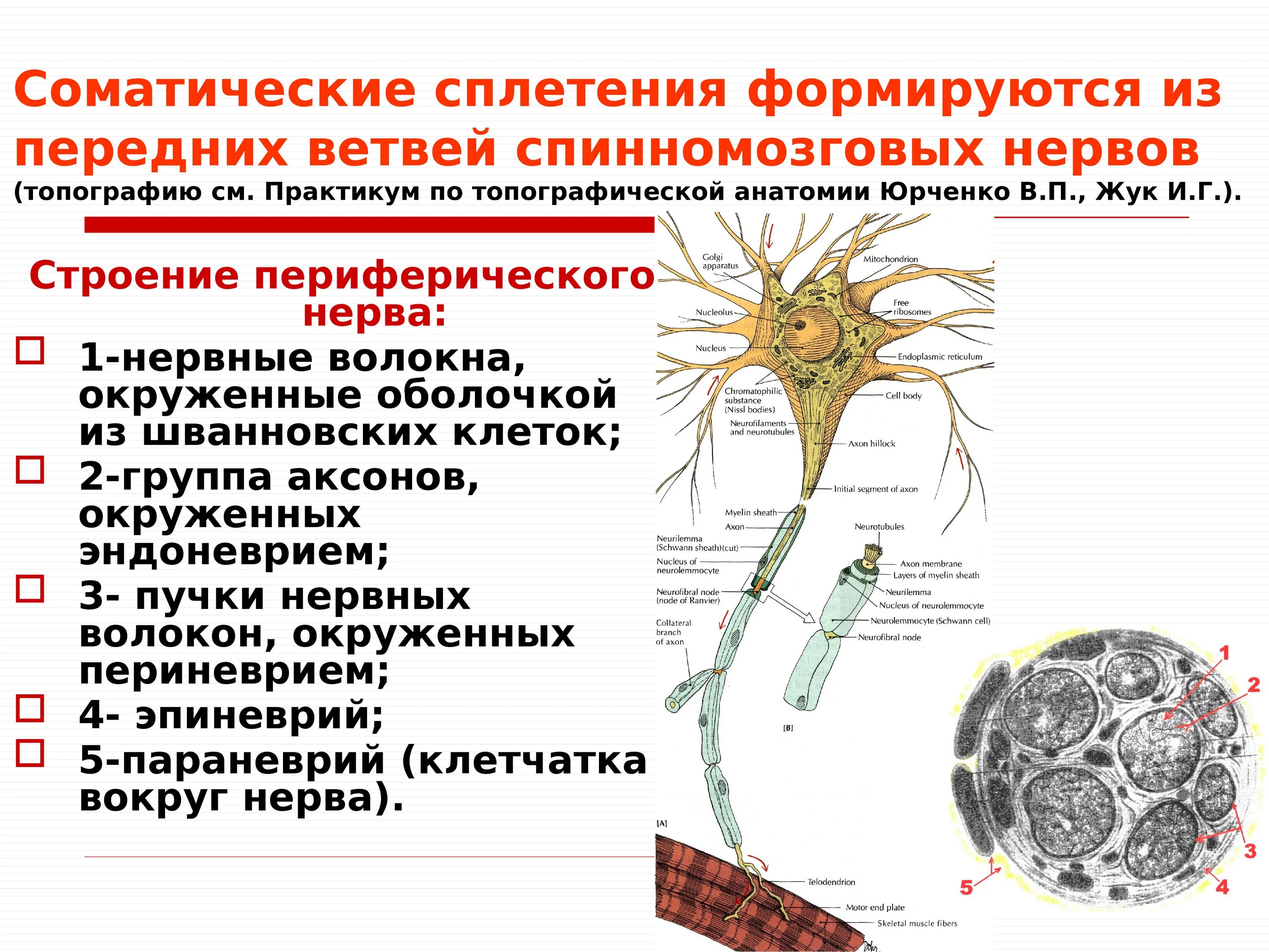 Периферические нервы и сплетения. Соматические сплетения. Соматические нервные сплетения. Формирование соматических нервных сплетений. Формирование периферического нерва.