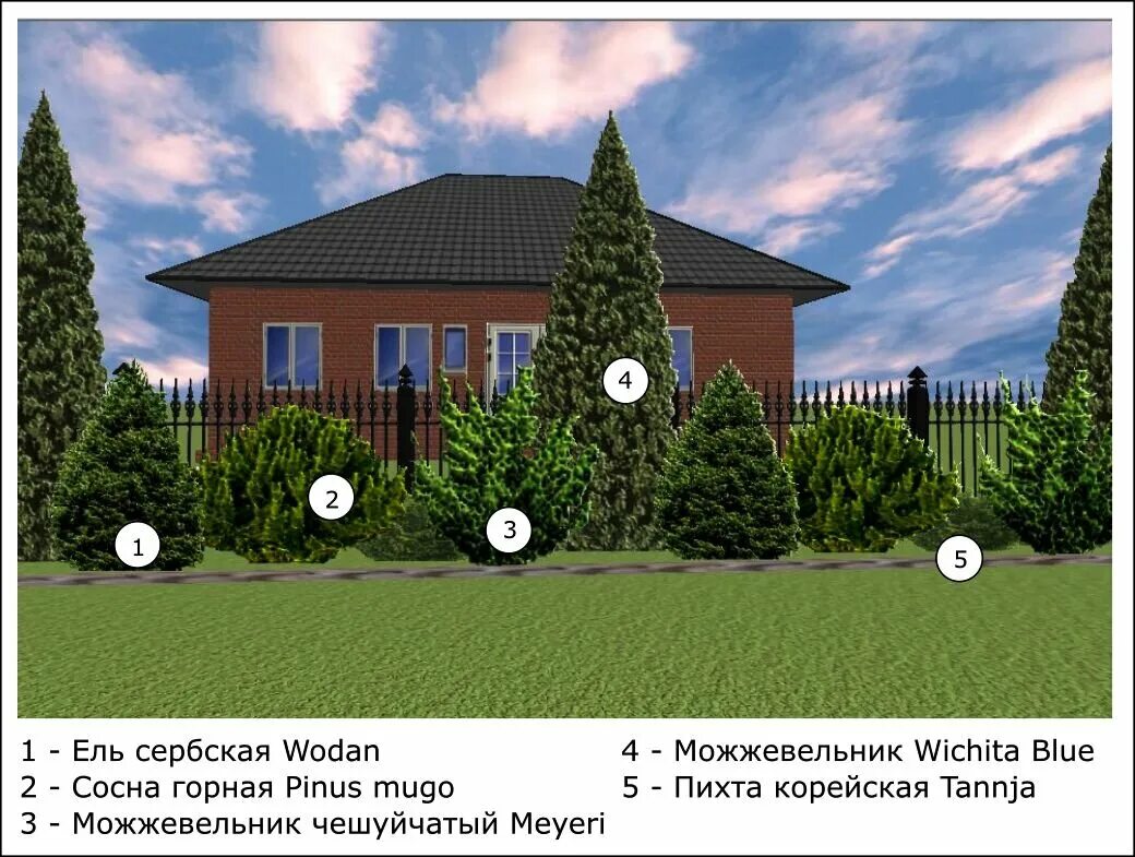 Расстояние хвойная. Схемы хвойных вдоль забора. Схема посадки деревьев вдоль забора. Схема посадки хвойных вдоль забора. Деревья и кусты от забора.