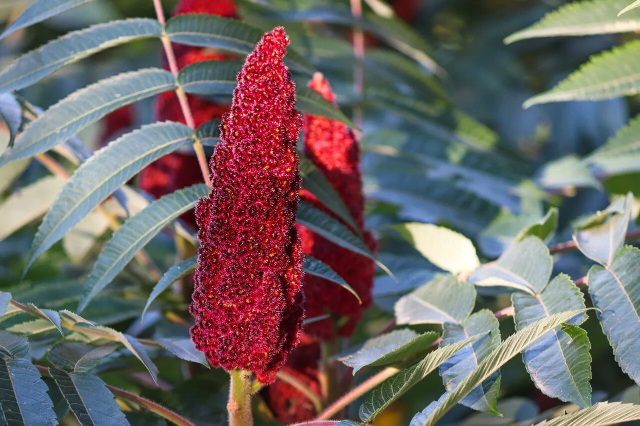 Сумах с з. Сумах оленерогий rhus typhina. сумах дубильный (rhus coriaria. сумах пушистый оленерогий уксусное дерево. сумах уксусный rhus typhina.