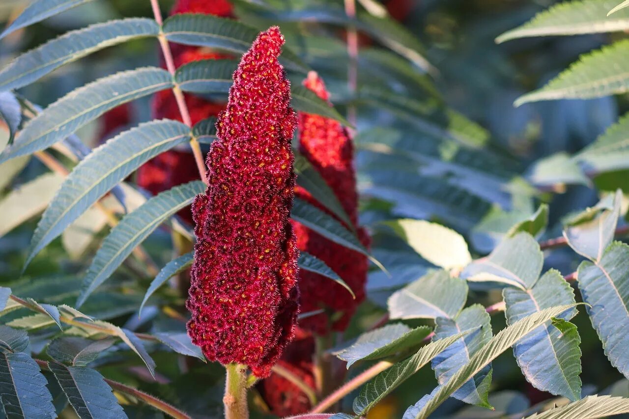 Сумах дубильный (Rhus coriaria. Сумах пушистый оленерогий уксусное дерево. Сумах уксусный Rhus typhina. Сумах оленерогий уксусное дерево. Сумах для чего используется